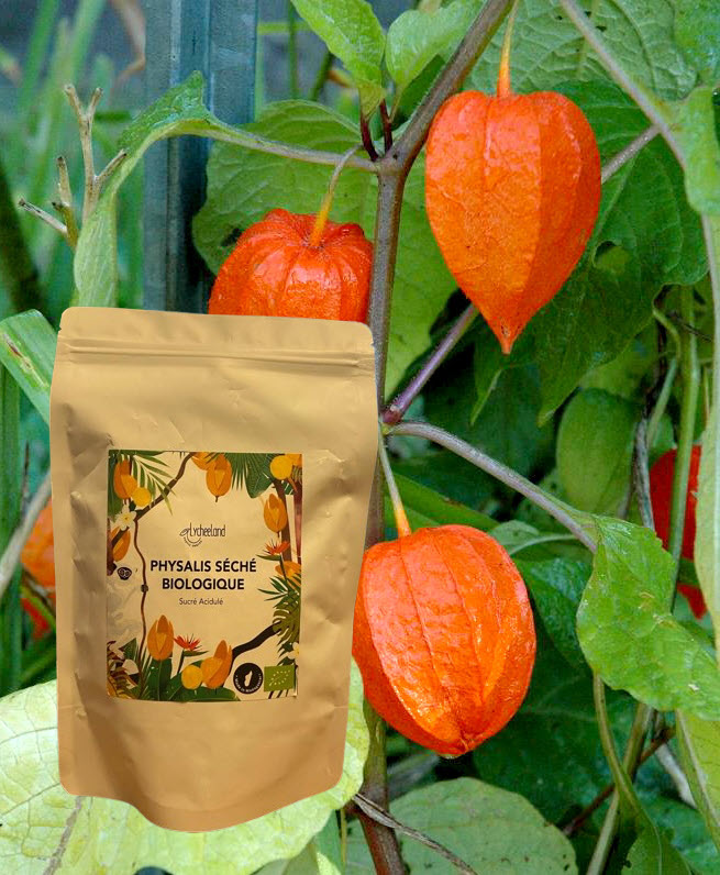 ermada-physalis seché