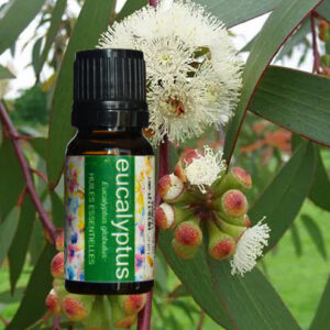 Huile essentielle Eucalyptus de Madagascar – 10ml