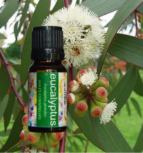 ermada - huile essentielle d'eucalyptus de Madagascar