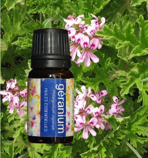 ermada - huile essentielle de géranium de Madagascar
