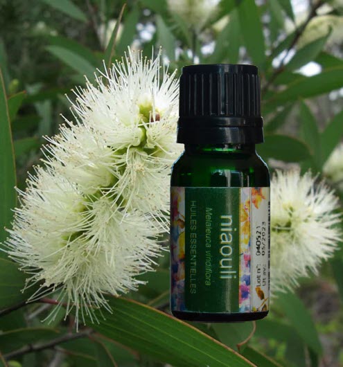 ermada - huile essentielle de niaouli de Madagascar